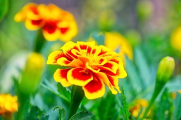 Red And Yellow French Marigold Flower
