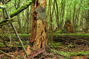 Obraz premium Bialowieza