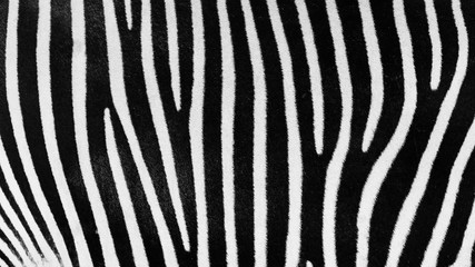 Fototapeta na wymiar Black And White Zebra Skin Texture