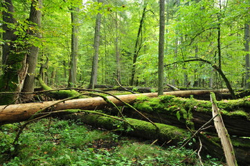 Bialowieza