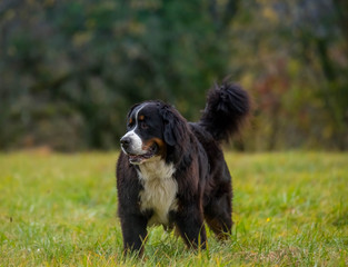 bernese mountaind dog pure breed