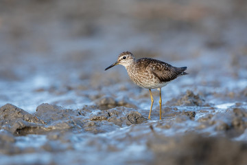 Wood sandpiper