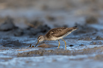 Wood sandpiper