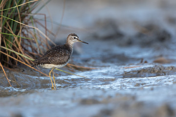 Wood sandpiper