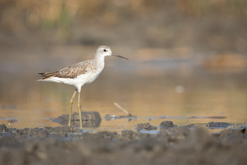 Marsh Sandpiper