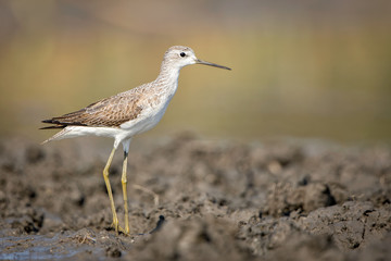 Marsh Sandpiper