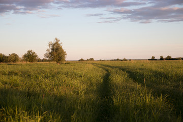 Obraz premium field with tall grass, country road receding into the distance on the field