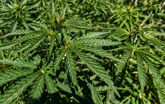 Young cannabis plants growing in the field background