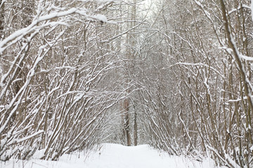 Winter landscape snow covered expanses. A park in the winter in 