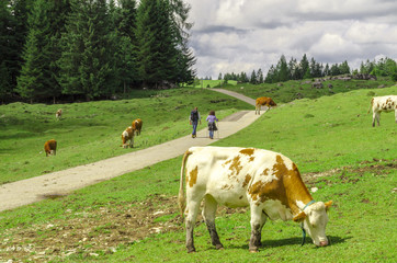 Fototapeta na wymiar Kuh, Kühe, Rind, Rinder oder Kalb auf Alm Wiese in den Bergen der Alpen bei blauem Himmel, etwas Wolken und strahlenden Sonnenschein