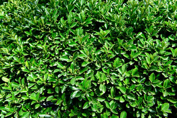 Fototapeta premium Leaves of a green bush