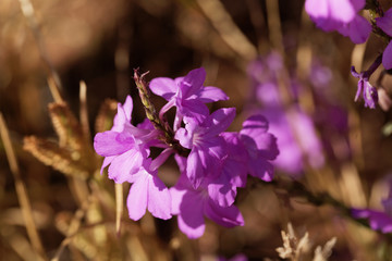 Flowers of giant witchweed (Striga hermonthica)