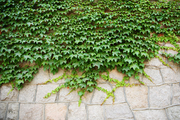 Fototapeta na wymiar The green ivy curls on a stone wall