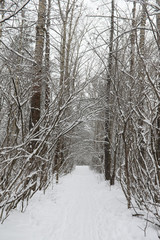 Winter landscape snow covered expanses. A park in the winter in 