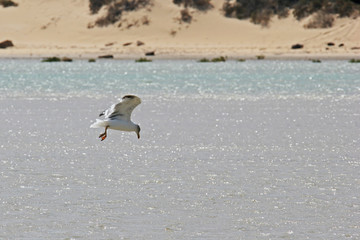 Seagull fly and hunt above the sea, Fuerteventura, Canary Islands, Spain