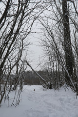 Winter landscape snow covered expanses. A park in the winter in 