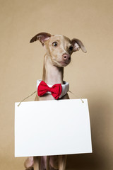 Italian Greyhound Piccolo dog portrait