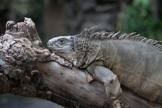 Portrait of a dragon like big Iguana (possibly Cyclura) sitting on a tree in Bali bird park.