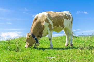 Kuh, Kühe, Rind, Rinder oder Kalb auf Alm Wiese in den Bergen der Alpen bei blauem Himmel, etwas Wolken und strahlenden Sonnenschein