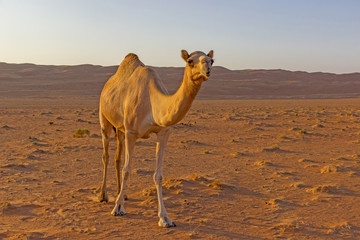 Kamel