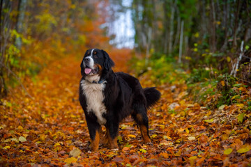 bernese mountaind dog pure breed