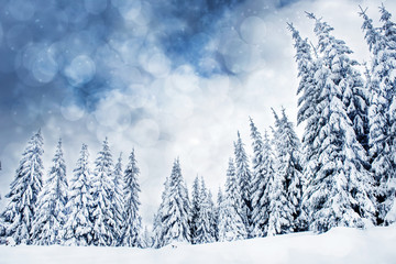 Fototapeta na wymiar Christmas background with snowy fir trees and bokeh lights