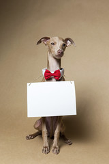 Italian Greyhound Piccolo dog portrait