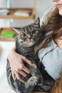cropped shot of young woman holding adorable tabby cat in hands
