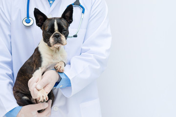 Veterinarian doctor holding and examining a Boston Terrier puppy with a stethoscope