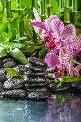 Fototapety  układać kamienie, różową orchideę i bambus w kroplach wody