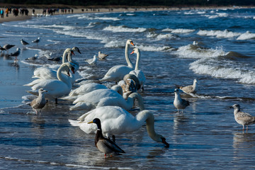 Łabędzie nad morzem bałtyckim w Świnoujściu © Pawel Gruntowicz