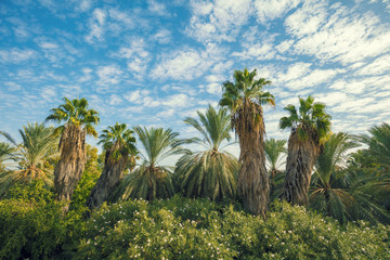 Fototapeta na wymiar Tropical landscape with palm trees against blue sky