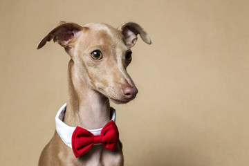 Portrait of little italian greyhound dog - Powered by Adobe