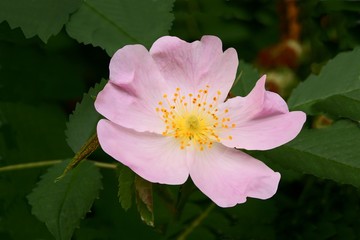 wild rose blossoming