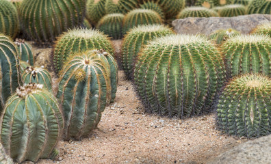 Cactus garden