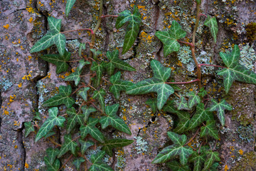 Textura de hojas