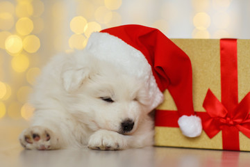 Golden Retriever Puppy in santa hat