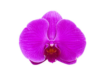 Naklejka na ściany i meble Orchid flower purple