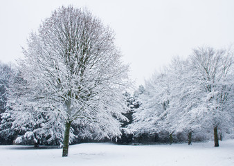 Fototapeta na wymiar snow covered tree in Düsseldorf, Germany