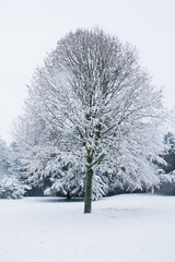 White winter tree with snow and ice covered branches