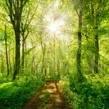 Fototapeta Wanderweg durch grünen Wald im Frühling, Sonne strahlt durchs frische Laub