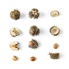Obraz premium Castor on white background