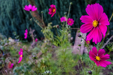 Fototapeta premium Cosmea
