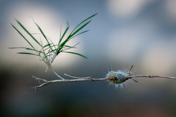Caterpillar on the branch