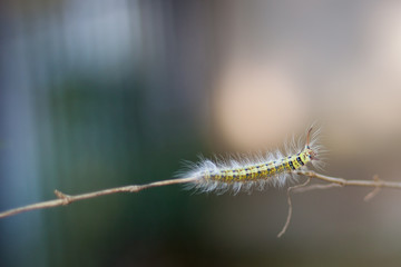Caterpillar on the branch