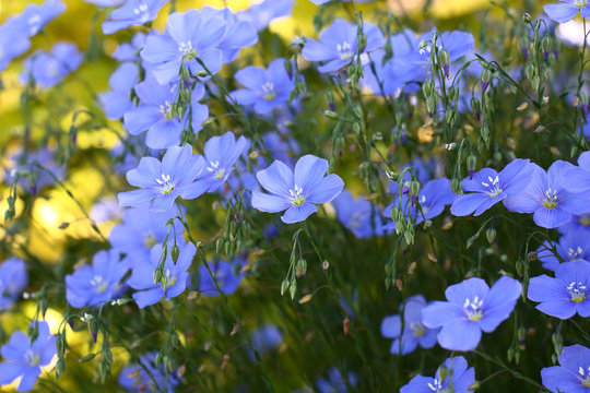 Fototapeta Blue flax./Blue flowers of decorative linum austriacum and its runaways on a difficult background.
