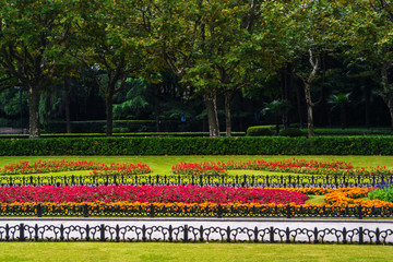 Plakat Beautiful flowers in the park