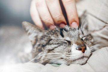 hand stroking a cat