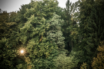 Fototapeta premium Sonnenstrahlen im Wald