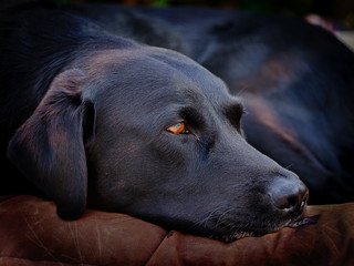 Labrador